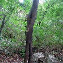 260906 재약산( 69번도로-철구소-용주암-사자평-재약산-철구소-69번도로) 이미지