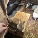 토끼발 | 하남 요정출몰지역 아기랑 가볼만한 곳 실내 놀거리 후기(토끼까페)