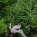 금강올갱이 이미지