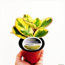 페페로미아 | [12/12] 심폴 생생 구매후기 🌱💚💯 (사각롱슬릿화분, 페페로미아_아이린, 나비시다래)