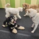 디오네 도그케어 이미지