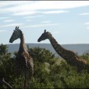 세렝게티 이미지