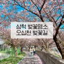 오분민박 | 숨은 삼척 벚꽃 명소 오십천 벚꽃길 | 4월 삼척여행