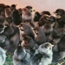 청계슈퍼 이미지