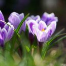 녹전로(녹전면) 이미지