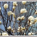 국민은행 앞 이미지