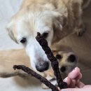 멈머다냥 | [멈머다냥 수제간식 후기💛] 노령견 밤바요다 입맛도 사로잡은 오리테린 &amp; 말고기스틱🍖