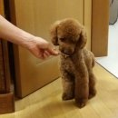 뷰토 이미지