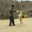 한국애견대학 이미지