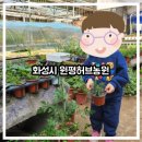 씨유화성천천IC점 | [아이랑/유아 동반] 식목일 전 방문 필수! 화성시 원평허브농원에서 놀며 쉬며 허브 화분도 받아가세요!