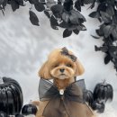 하떼하떼 이미지