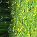 노랑아리연꽃 이미지