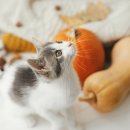 캣앤캣 고양이 병원 이미지