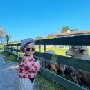 치악목장 | 강원도여행, 1일차(평창 대관령양떼목장, 밀브릿지)