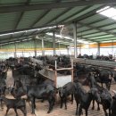 영암흑염소 이미지