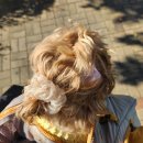 펫츠까까 | 뽀애나 소형견 인식표 달고 산책한 가을 겨울날 이야기