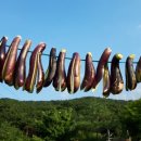 대진농장 이미지