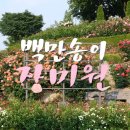 원천동 366-7~원천동 116-1 | 부천 백만송이장미원 축제 가는길 주차 5월 후기