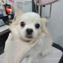 러블리애견미용실 이미지