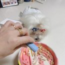 강아지유산균 닥터티드펫