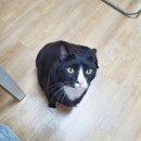 식품영양학 교수가 알려주는 식품알레르기교육 | 강아지 화식 레시피 고양이 화식 만들기 눈물자국 방광염 끝