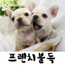 이쁜강아지보다 건강한강아지 이쁜강아지사진 보고가세요~! 이미지