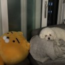 성남 중앙 권투체육관 이미지