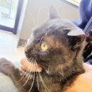 아임동물병원 이미지