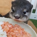 참치집 네이버블로그