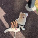 하루의 행복 | 폼스키분양후기 하루의 하루는 행복해