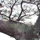 제주 수산리 곰솔 이미지