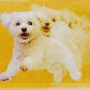 BE MY DOG MIT Technology Review
