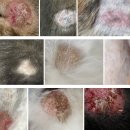 판교 P&P 동물병원 이미지