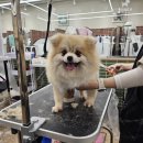 코리아애견샵 이미지