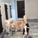 장림탕 | 부산 대형견호텔 우리 강아지가 너무 좋아하는 곳 대형견호텔 유치원 빅독크루