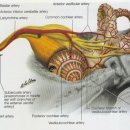 해제한의원 | 이명치료 후기 여기저기 다녀봤어도 나아지지 않는다면