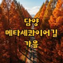 호남종합체육관 | 담양 메타세콰이어길 단풍, 국수거리, 주차 정보