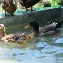 시인의 뜰 이미지