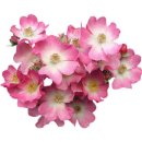 푸르른삶의노래 이미지