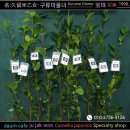 구슬품은 보주(宝珠)피기 동백꽃 판매-139번 名:久留米乙女/구류미을녀 "2019년" 마지막 판매품 우량주 이미지