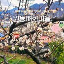 봄의마을광장 | 원동 마을 매화 축제 원동역 순매원 가는길