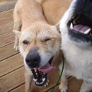 엄마는장금이 이미지