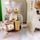 어서와 댕댕아 이미지