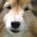 서초M동물의료센터 이미지