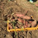 참빛농장 이미지