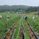 3형제농장 이미지