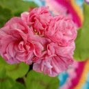 마사생활건강 이미지