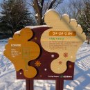 시청앞 가로수길 이미지