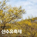 사진1리~대진3리사이 화장실 | 2026 이천 산수유축제 일정 주차 꿀팁 총정리 지금 만개 산수유마을 후기