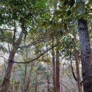 강창학종합경기장 주경기장 이미지